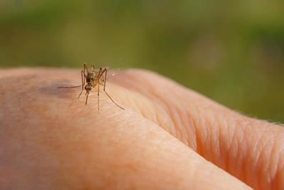 Verano y picaduras: cómo evitar los insectos durante la época de calor