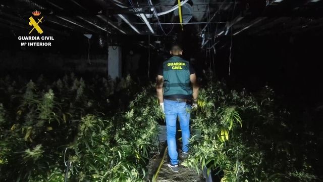 Desmantelan una plantación de 3.000 ejemplares de marihuana