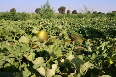 La Consejería de Agricultura amplía el plazo de presentación de la solicitud única de la PAC