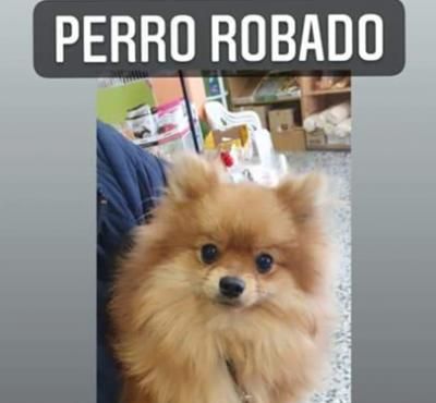 MIL EUROS | Ofrecen importante recompensa por recuperar a un perro robado en Talavera