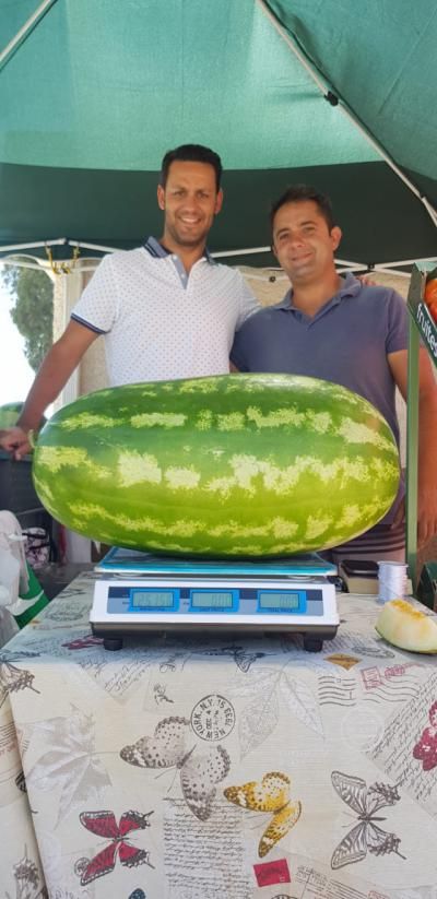 25 kilos de sandía en una pieza