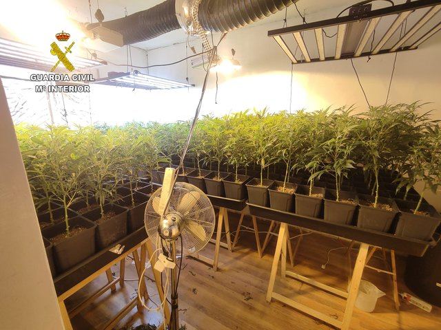 Desmantelan dos plantaciones de marihuana indoor en Escalona