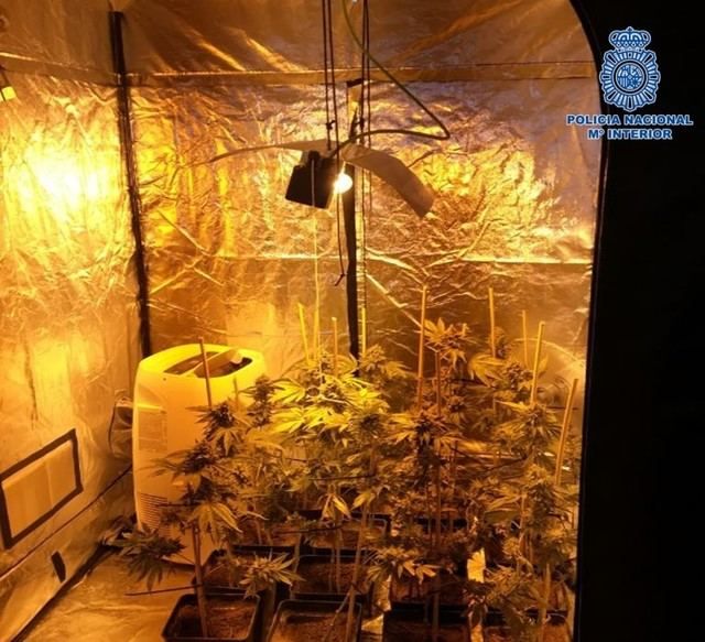 Desmantelados seis laboratorios clandestinos de marihuana en una vivienda de Layos