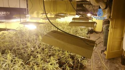 El desmantelamiento de un laboratorio con 1.700 plantas de marihuana acaba con 4 detenidos