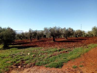 Diputación ofrece a los ayuntamientos un servicio gratuito de asesoramiento sobre agricultura ecológica