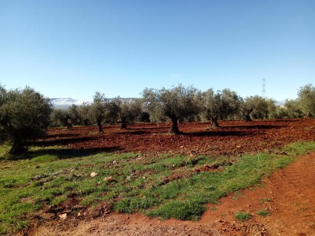 Diputación de Toledo ofrece a los ayuntamientos un servicio gratuito de asesoramiento sobre agricultura ecológica