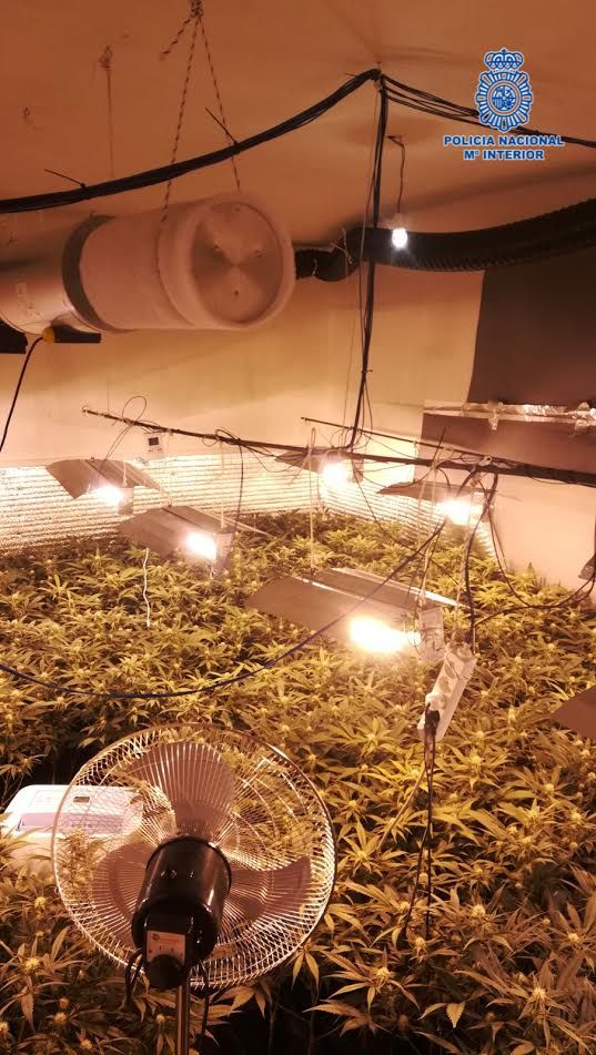 Desmantelado un laboratorio clandestino con 886 plantas de marihuana