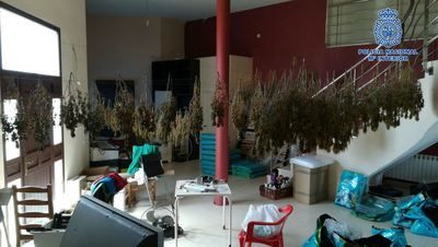 Desmanteladas en Pepino dos plantaciones de marihuana con 550 plantas