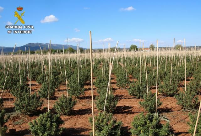 Intervienen una plantación de cámaño que resulta tener 12.000 plantas de marihuana