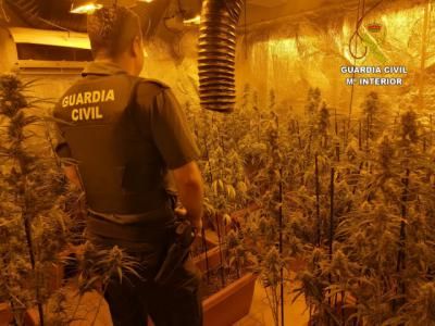 Los Navalucillos y Cebolla: desmantelan casi 1.000 plantas de marihuana