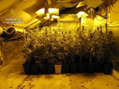 Cinco detenidos por un delito de cultivo de marihuana