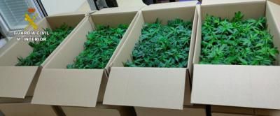 Portaban 960 plantas de marihuana y huyeron de un control policial