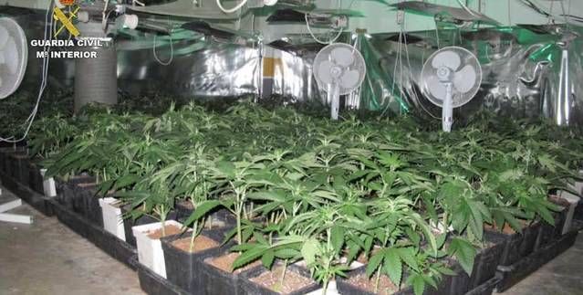 Cuatro detenidos en Cabanillas del Campo por cultivar marihuana