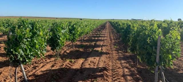 Más de 20.600 agricultores y ganaderos se benefician de la PAC