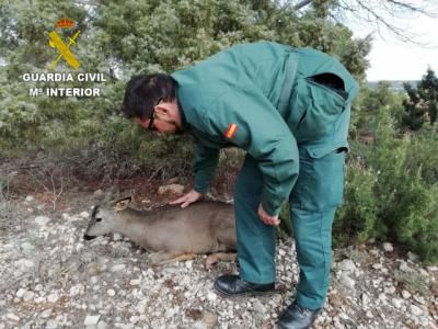 Rescatan a otro animal que había caído al canal del trasvase Tajo-Segura