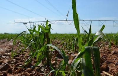 120.000 agricultores y ganaderos de CLM han solicitado ayudas de la PAC