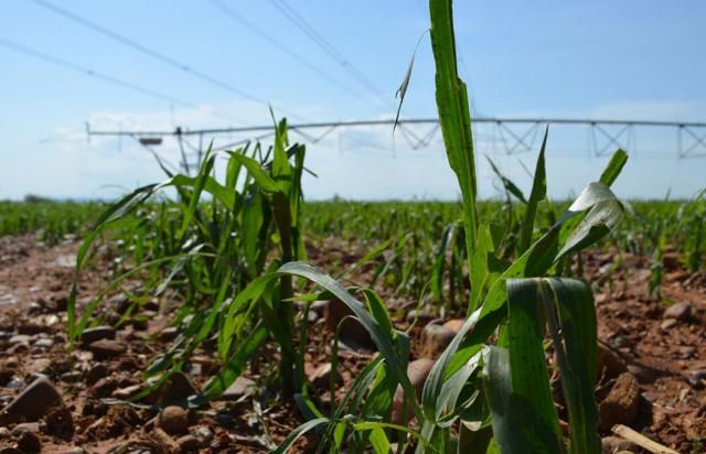 Reclaman al ministerio de Agricultura un mayor apoyo presupuestario para la política de seguros agrarios