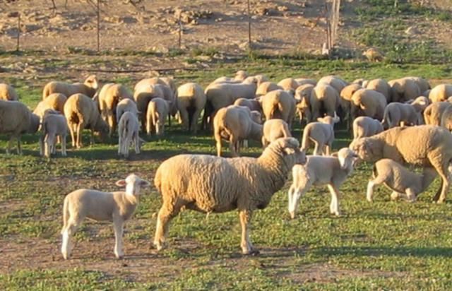 El Gobierno de CLM dotará con 8,5 millones a ganaderos de ovino y caprino en extensivo en la próxima PAC de febrero