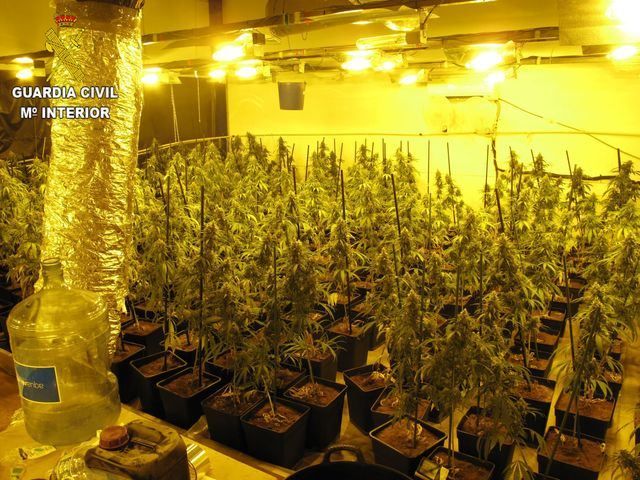 Plantas de marihuana | Guardia Civil