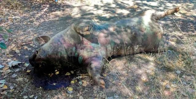 Abandonan un cerdo muerto en 'La Charca', en Talavera La Nueva