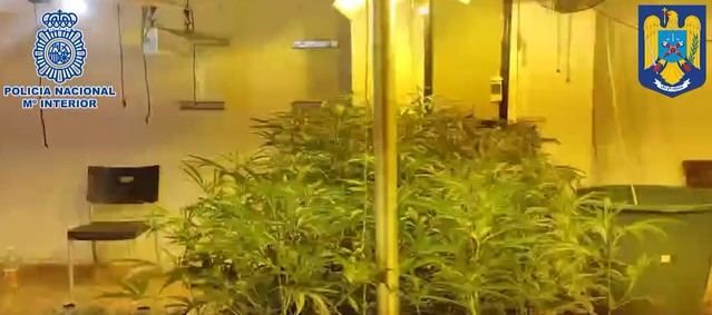 Agentes de la Policía Nacional han desmantelado un cultivo de marihuana en Seseña.