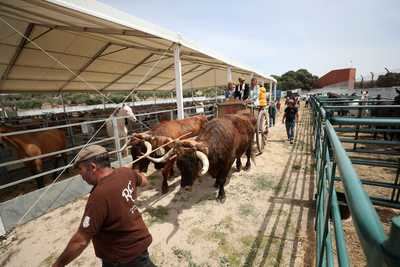 Segurilla vuelve a celebrar con éxito su Feria Ganadera