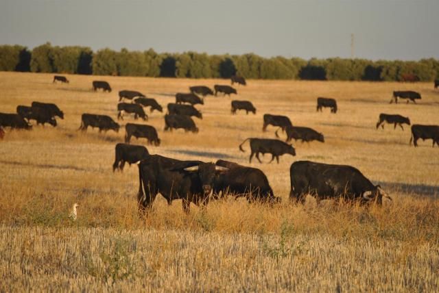 La falta de festejos taurinos preocupa a los ganaderos