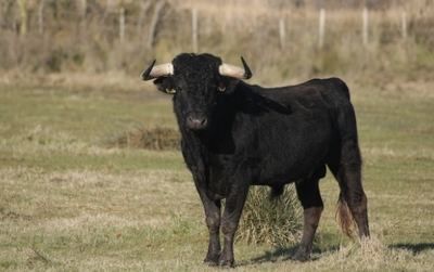 Un hombre resulta herido de carácter leve por asta de toro