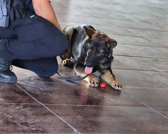 Toledo refuerza su seguridad con una nueva unidad canina