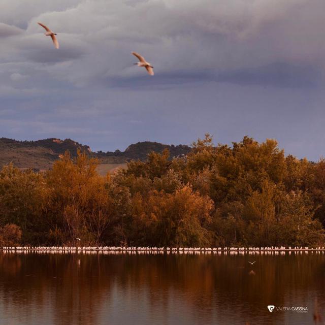 TALAVERA | 'Si te dejan volar... mantén la distancia', por Valeria Cassina