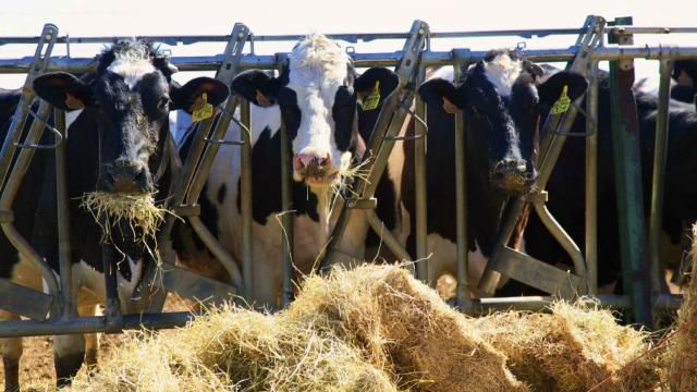 CLM abona cerca de 3,8 millones de euros a ganaderos toledanos