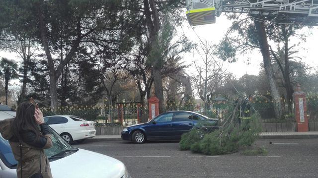 El viento derriba algunas ramas que se precipitan en la avenida de Extremadura