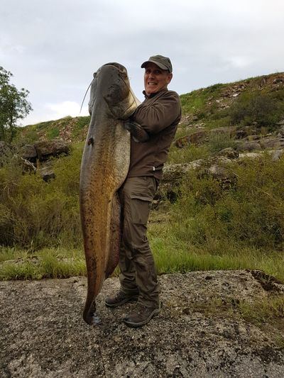 Pescan varios siluros de entre 30 y 60 kilos en Puente del Arzobispo