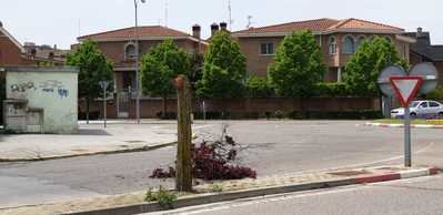 El fuerte viento se lleva varios árboles en Talavera