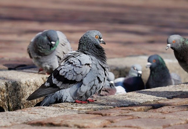 TOLEDO | La original idea para controlar la población de palomas