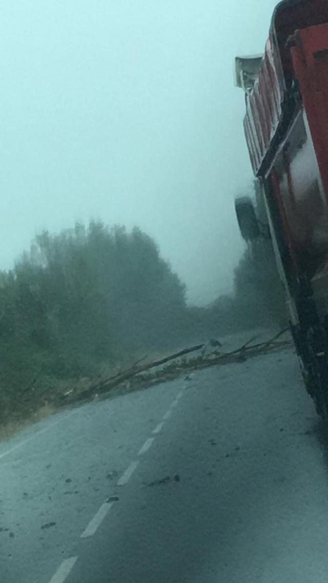 VÍDEO | Cae un árbol sobre la carretera de Calera y Chozas