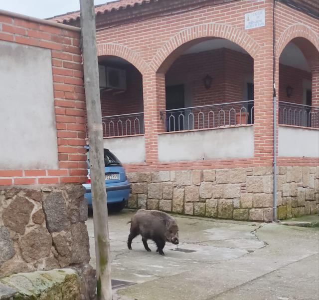 VÍDEO | La llamativa imagen de un jabalí 'domesticado' por Oropesa