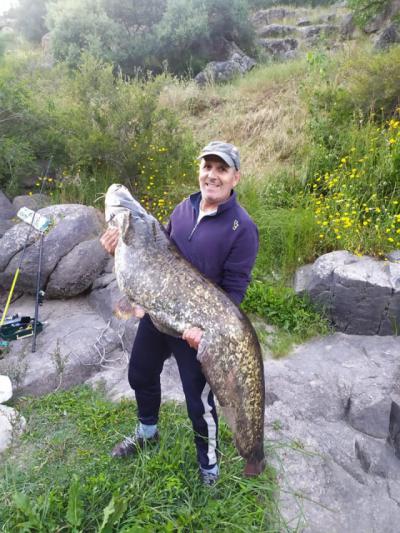 Siguen apareciendo Siluros en el río Tajo