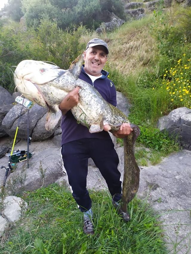 Siguen apareciendo Siluros en el río Tajo