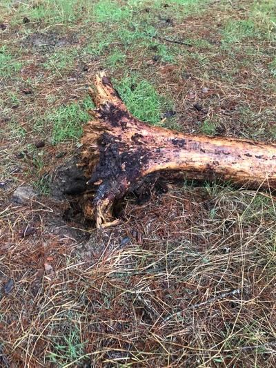 La tormenta fulmina un árbol en el Cerro Negro