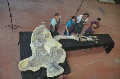 Concluye la restauración de una extremidad del titanosaurio de ‘Lo Hueco’