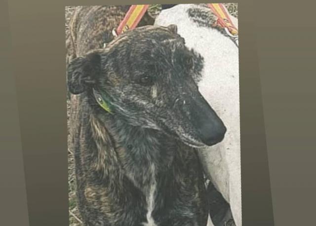 Buscan a Capitán, otro galgo ‘desaparecido’ en menos de una semana