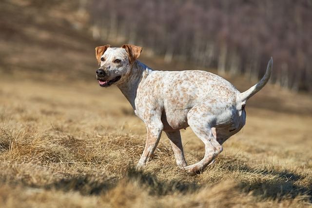 Podemos cede y apoya la ley de Bienestar Animal, que excluye a los perros de caza