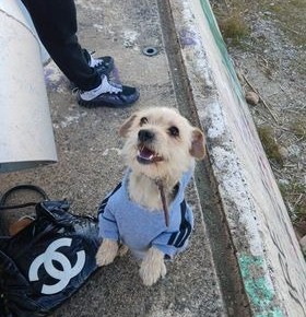 Buscan a este perro perdido en Talavera