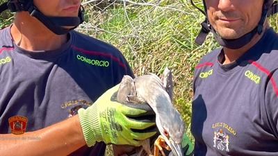 Los Bomberos de Talavera rescatan a un martinete atrapado en el río Alberche