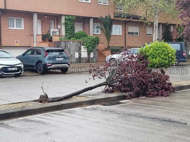 Precaución: Un árbol se desploma en una conocida avenida de Talavera