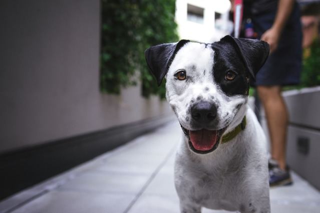 ¿Incluyen las pólizas de hogar los seguros obligatorios para mascotas?