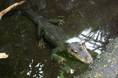 En Torrijos: Un cocodrilo se salva de ser el primer animal decomisado en España bajo la Nueva Ley