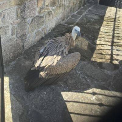 Un inesperado visitante sorprende a Talavera de la Reina: Este buitre leonado se convierte en la estrella de las redes sociales