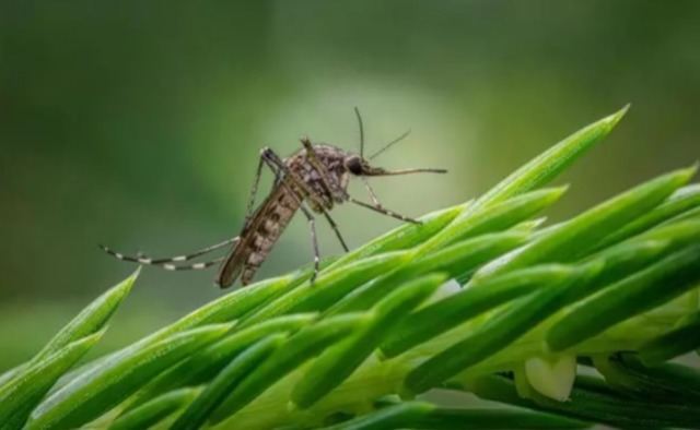 La fiebre del Nilo se acerca peligrosamente a Castilla-La Mancha